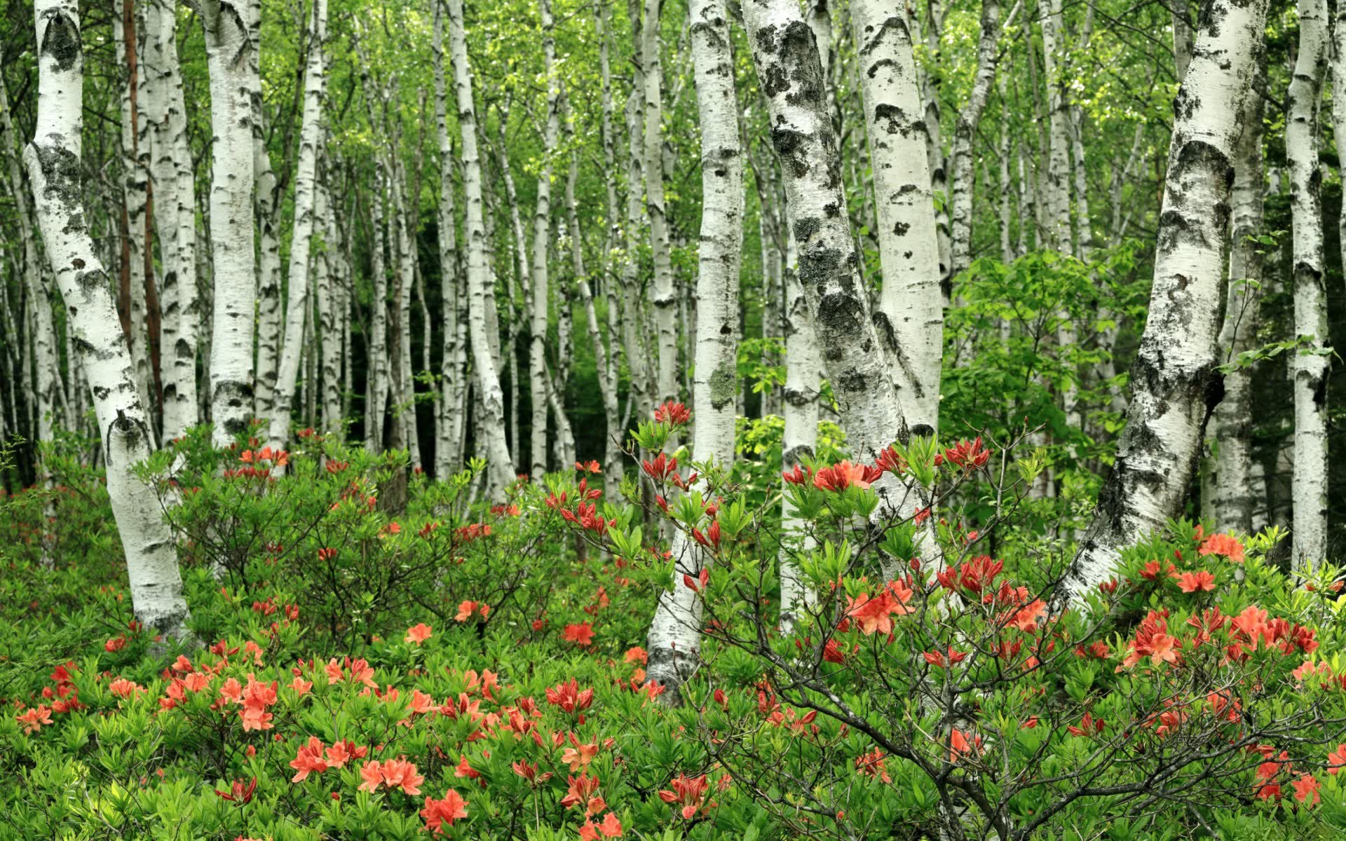 世界登山青年志愿者营：培养救援与环保意识并进的年轻力量，国际登山联合会